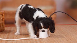 Puppy licking plug socket