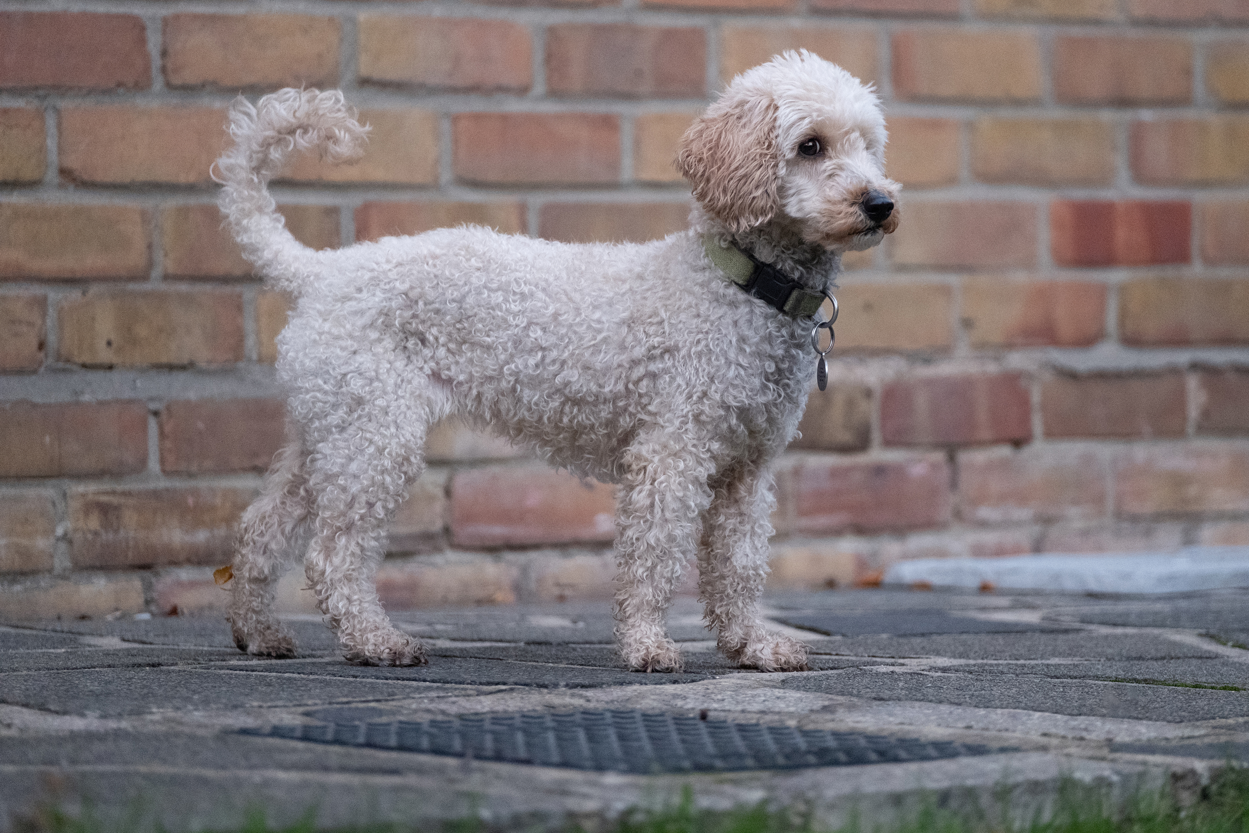 A cockapoo dog standing on a garden patio