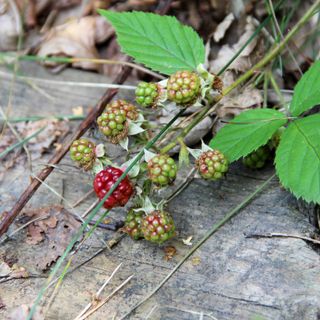 Bramble stems sitting on a piece of wood surrounded by leaves and a few unripe raspberries