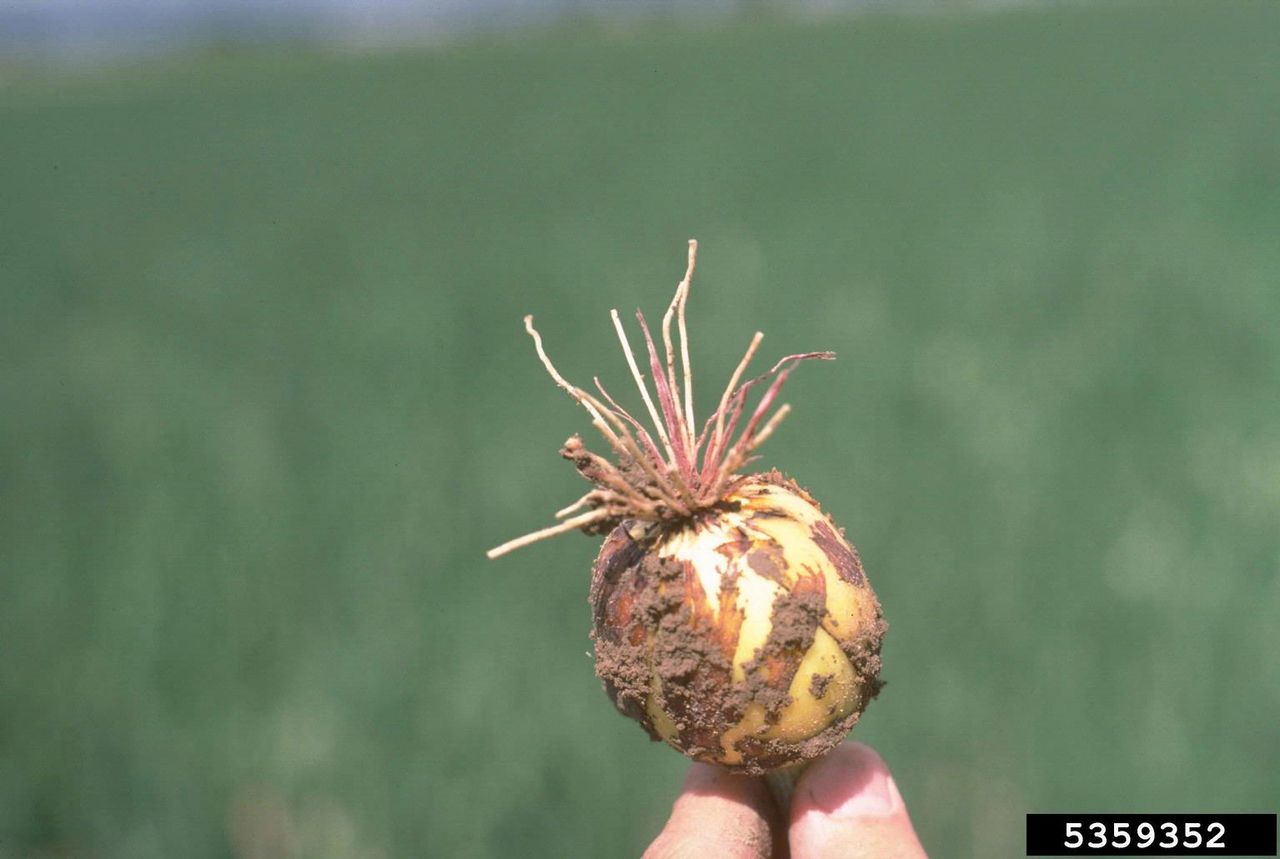 Pink Root Onion Disease