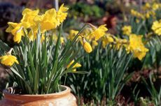 Yellow daffodils in pots and borders in a garden