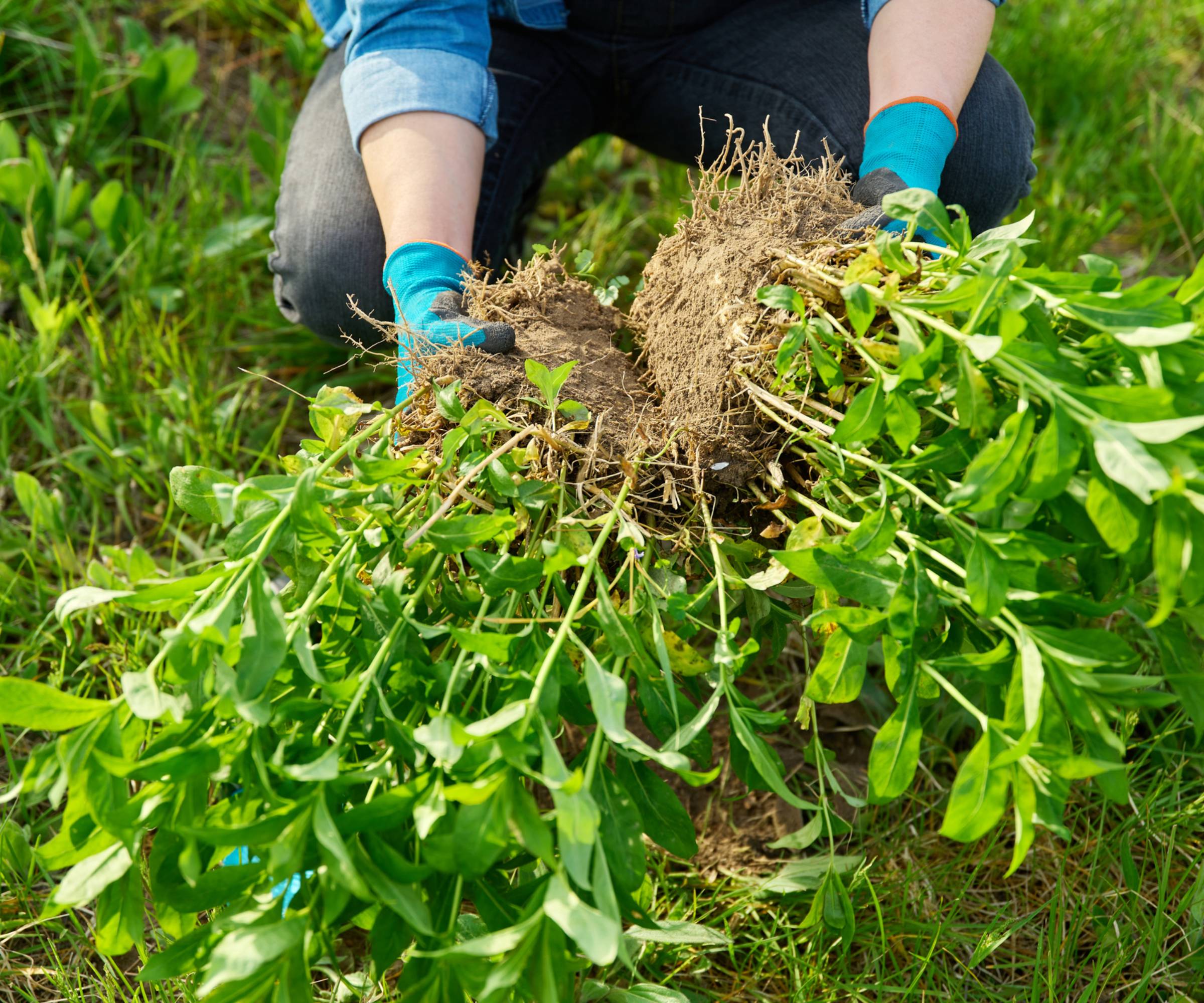 A gardener dividing a plant