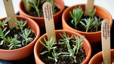 lavender cuttings in pots, to illustrate Monty Don cuttings tips