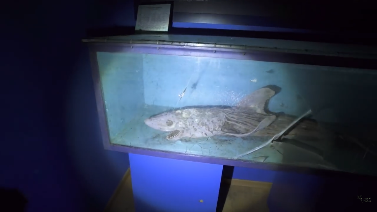 The first sighting of the mummified shark.