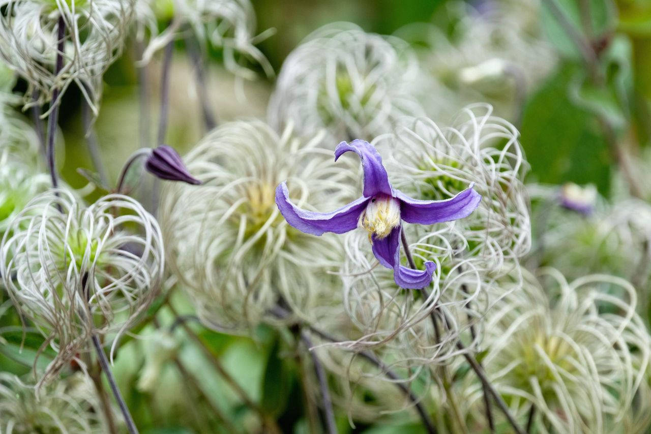 Clematis integrifolia, also known as solitary clematis or entire-leaved clematis.