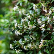 Star jasmine growing in garden