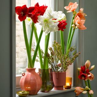 amaryllis in red pots on windowsill