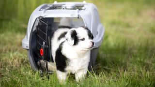 puppy emerging from pet carrier
