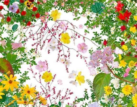 Grand Prize (Still Photo) 2014 - 2015 Flowers of Fukushima, Katsuhiro Noguchi
