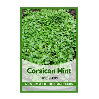 Corsican Mint Herb