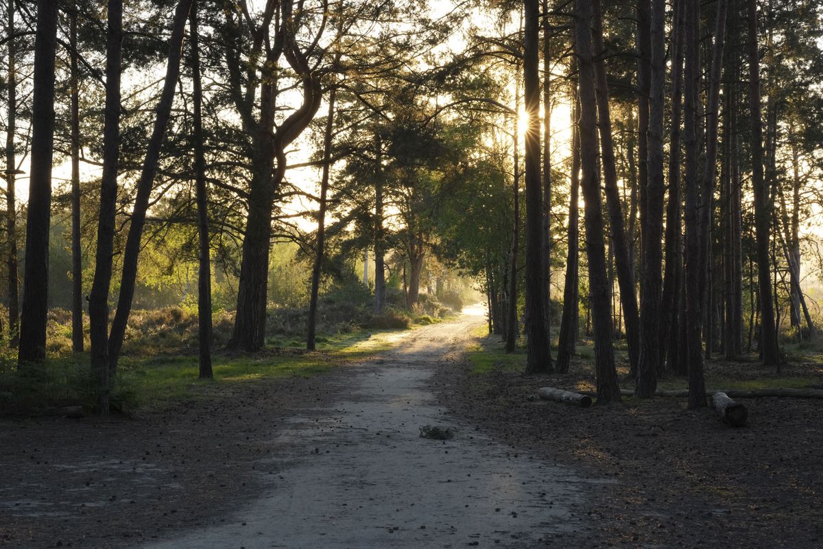 A woodland path and there's sunlight piercing through the trees