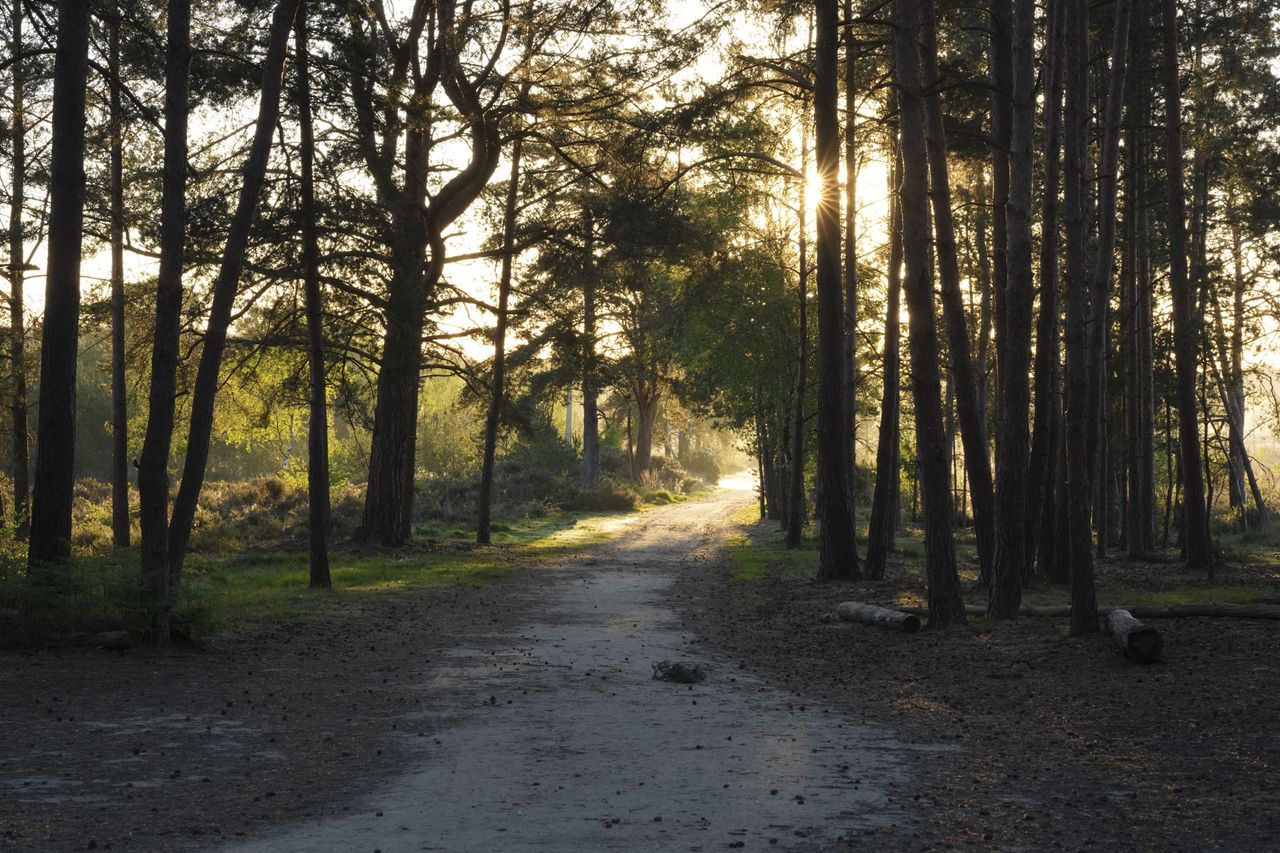 A woodland path and there's sunlight piercing through the trees