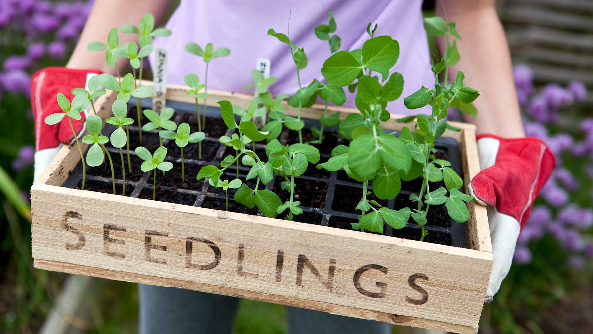 person holding a tray of seedlings