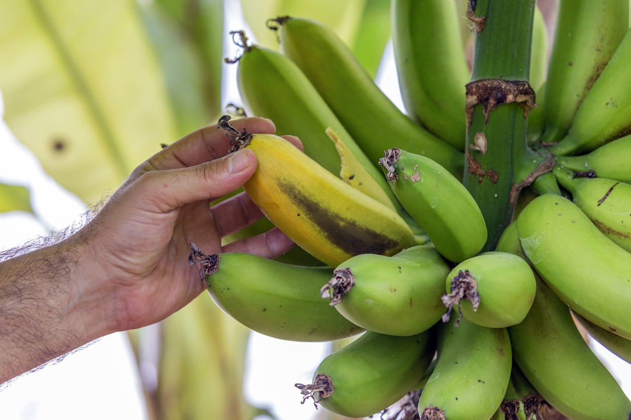 Банан это трава фрукт овощ или ягода. Банановое дерево. Банан это фрукт или овощ. Плод банана. Десертный банан.