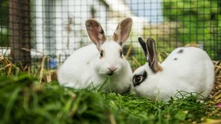 two rabbits outside in the one of the best rabbit runs