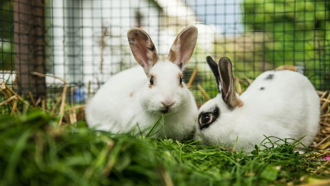 Best rabbit runs 2024 to let your bunny stretch their legs | PetsRadar