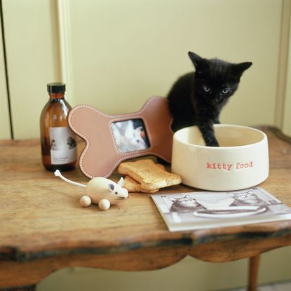 cat on table