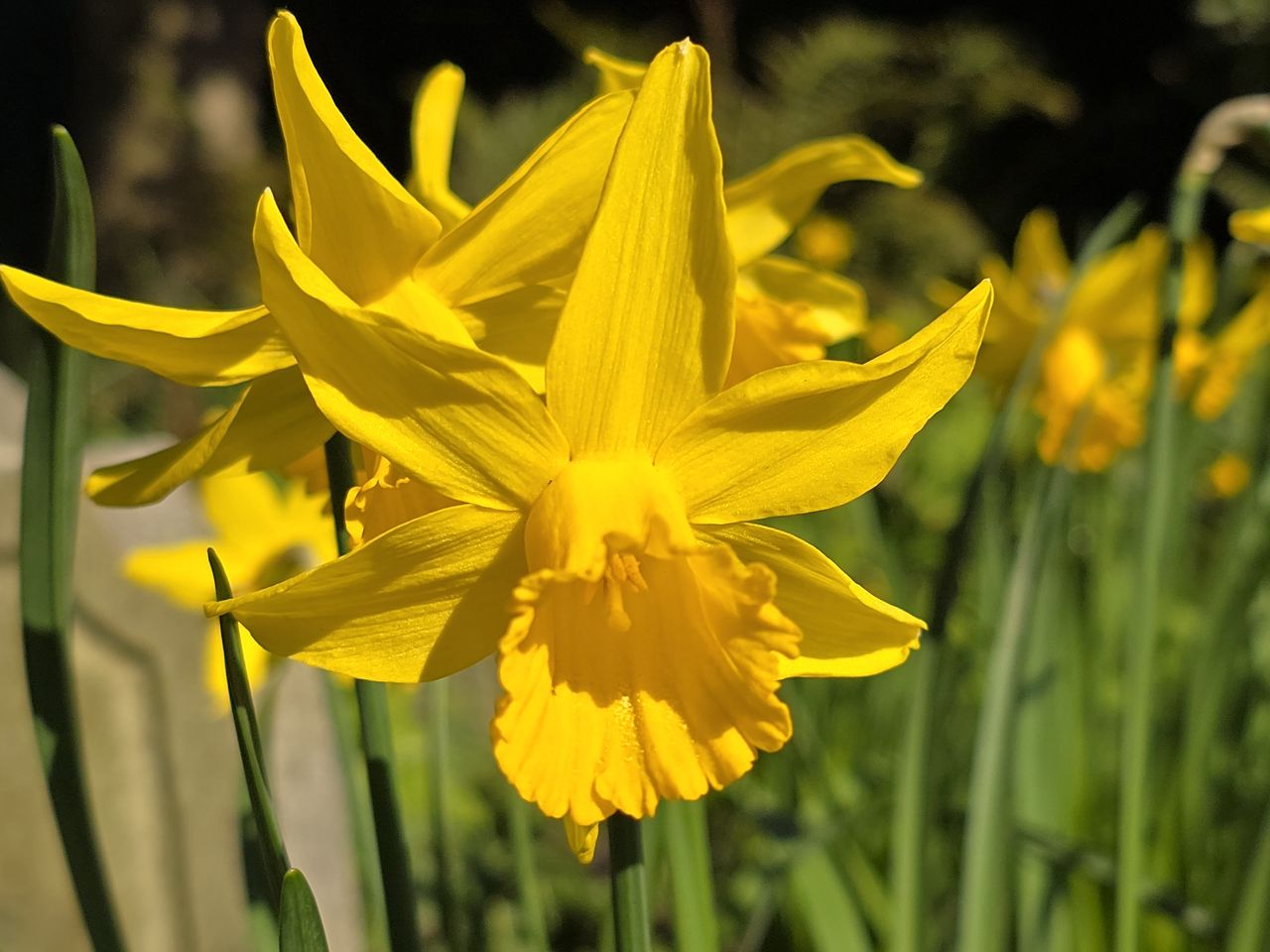 Camera phone shoot out: Photos from Samsung S24 Ultra