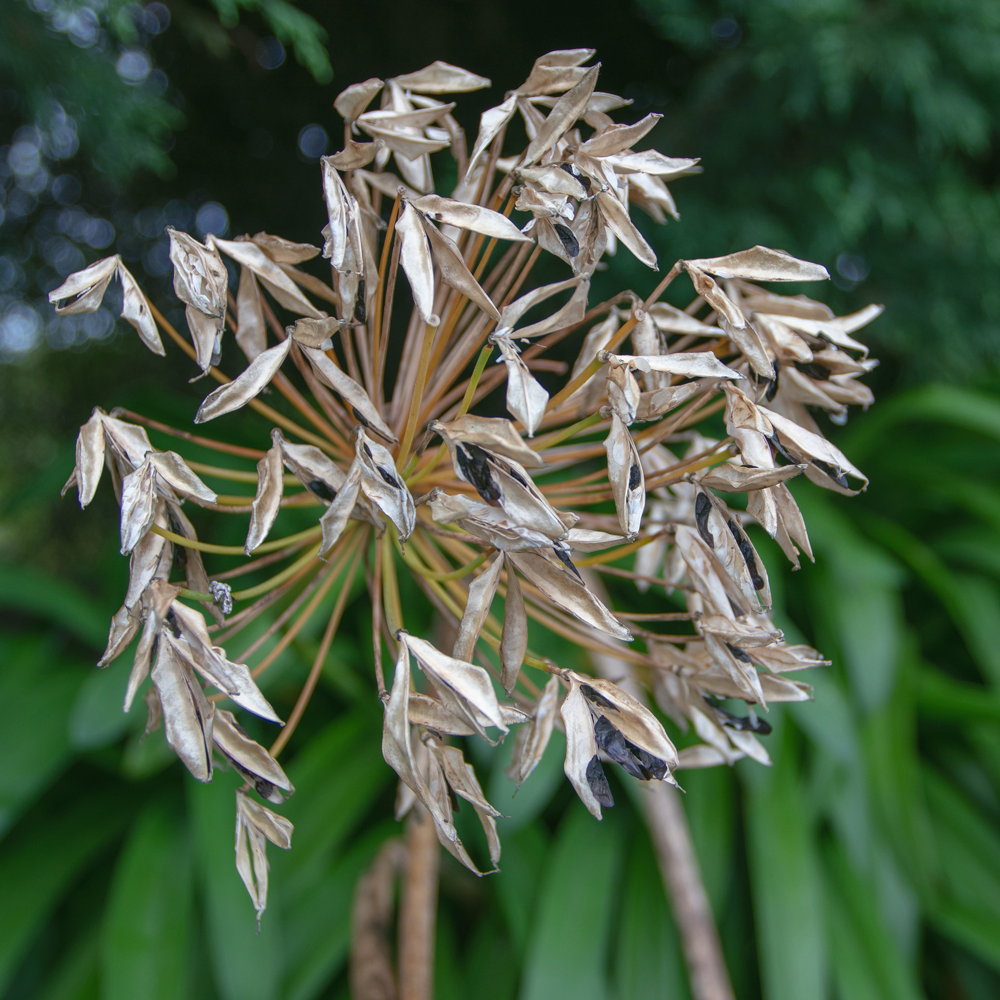 close up of agapanthus seed head