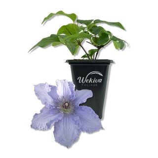 Clematis Blue Angel - Live Starter Plant in a 2 Inch Growers Pot - Starter Plants Ready for the Garden - Rare Clematis for Collectors