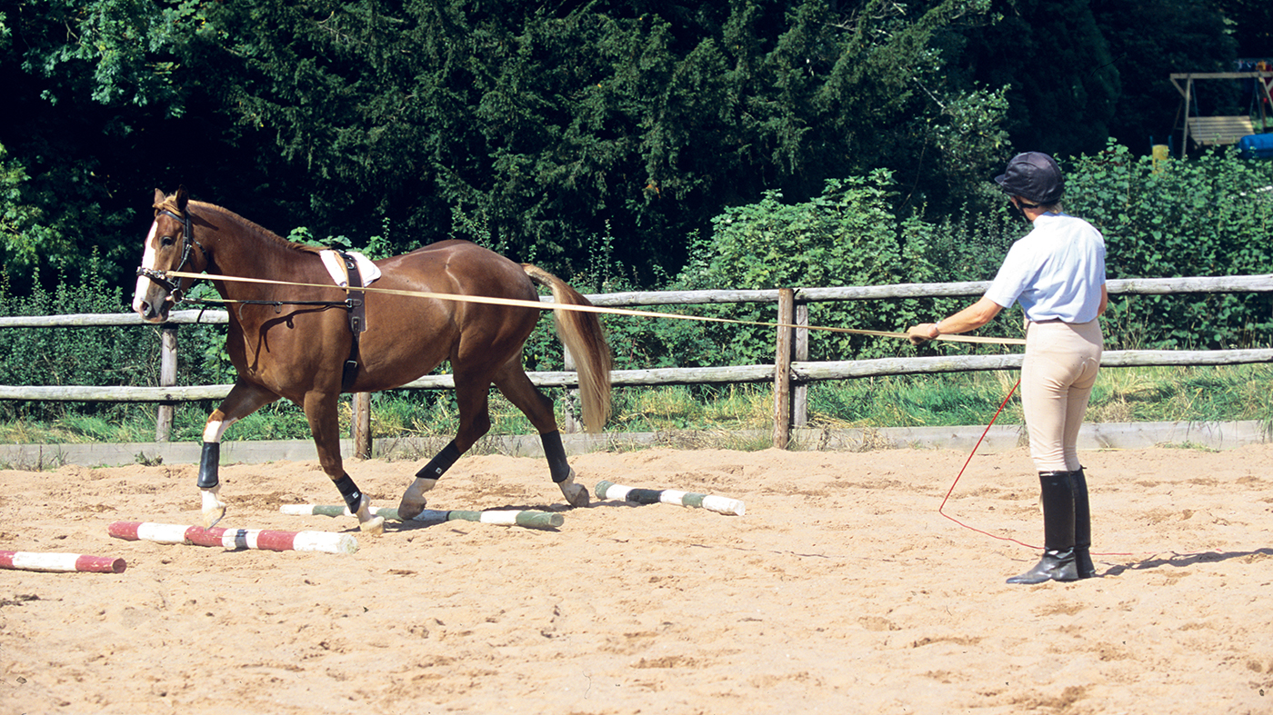 lunging over poles