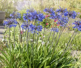 Deep blue agapanthus flowers