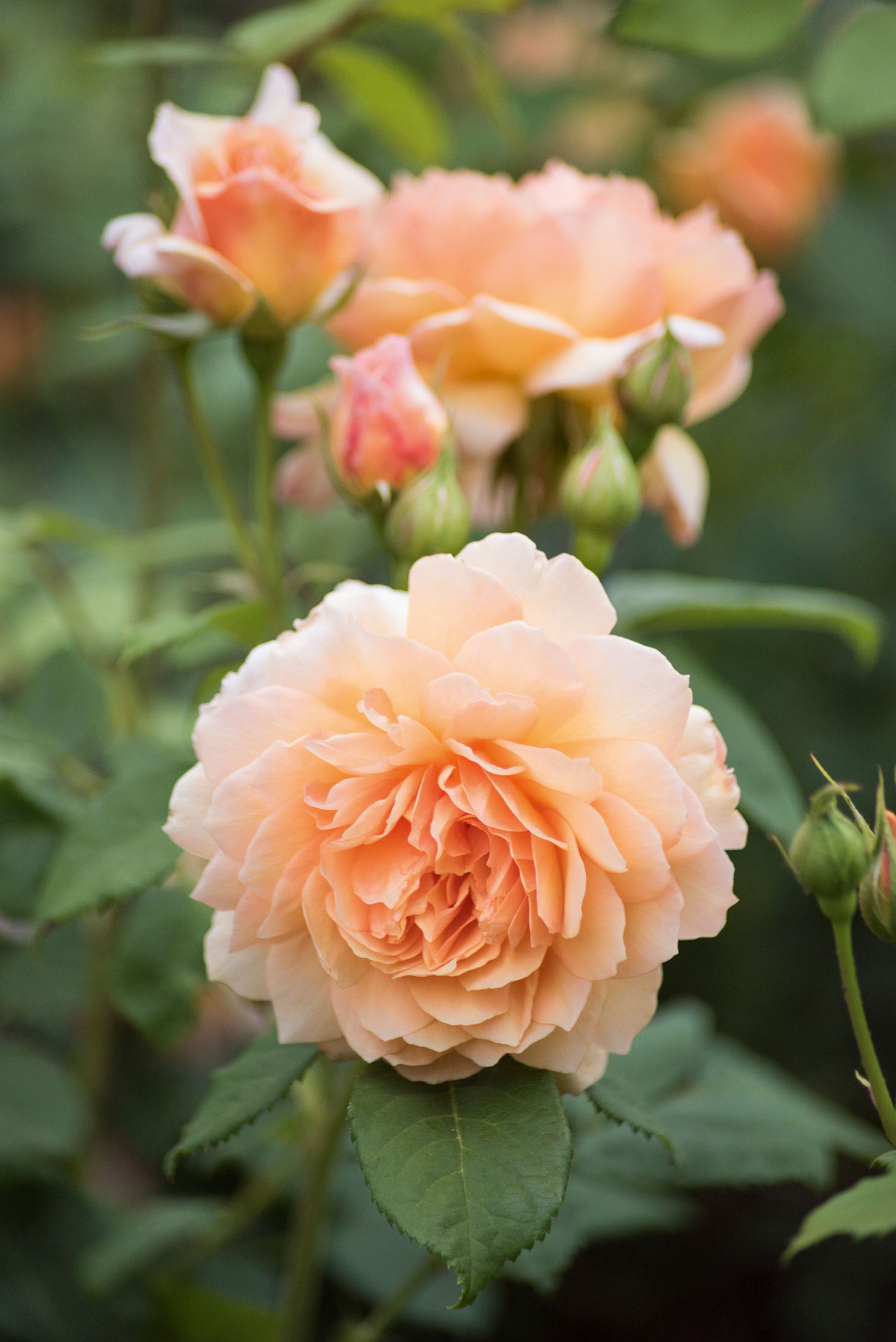The gardens at Dummer House in Hampshire