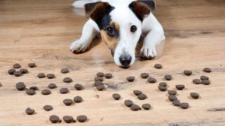 Dog next to dog food all over wooden floor