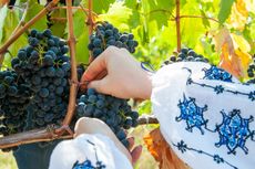 WoR_CramaCeptura_grapes.jpg