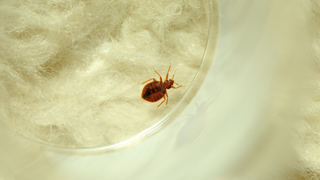 A close up of a brown bed bug on some cream coloured fabric