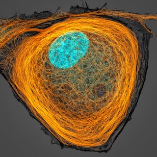 Microtubules&nbsp;(orange) inside a cell.&nbsp;Nucleus&nbsp;is shown in cyan.