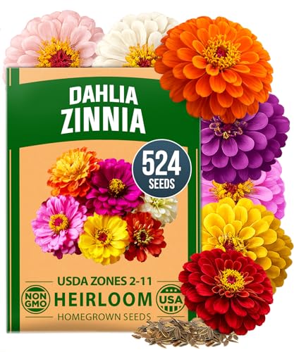 Home Grown Zinnia Dahlia Seeds Pack for 2026 Non Gmo 524 Flower Seeds | Vibrant Zinnia Elegans for Pollinator Gardens, Borders &amp;amp; Containers | Easy-To-Grow Outdoor Blooms