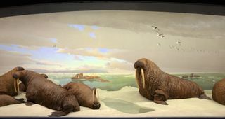 walrus, saber tooth animals