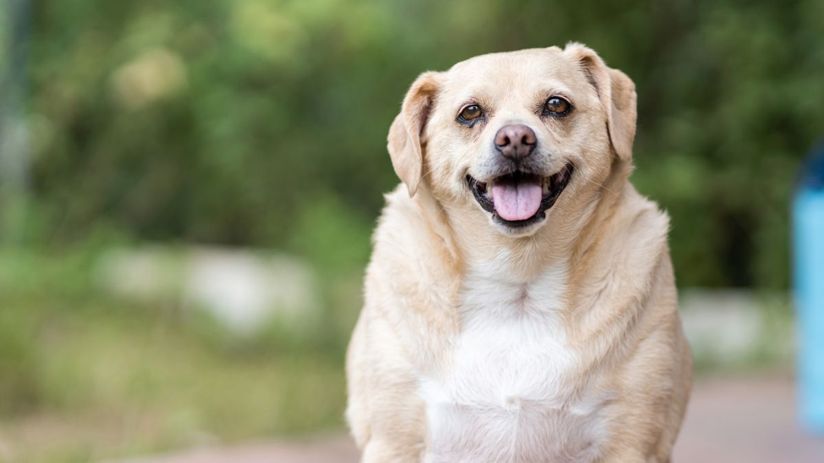 Overweight dog