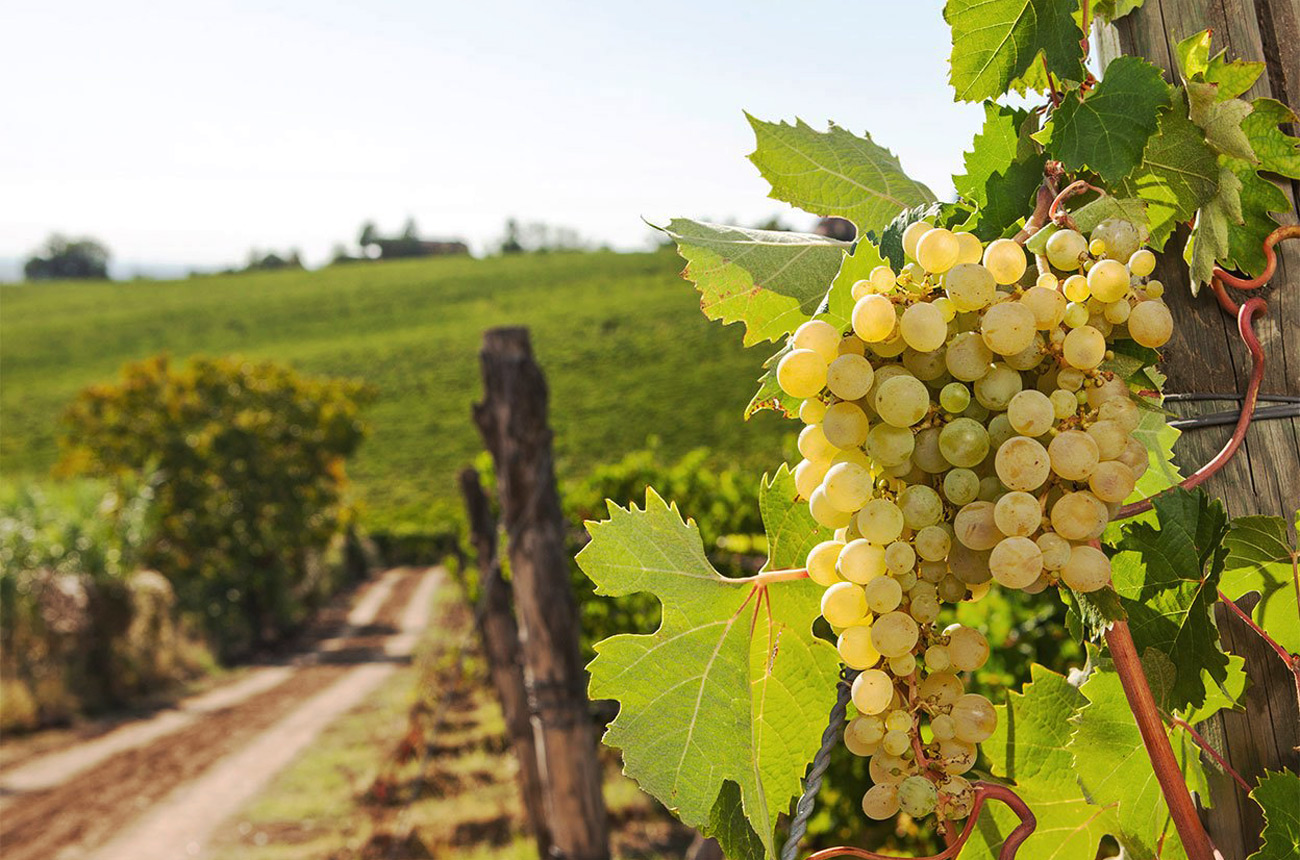 la-colombera-timorasso