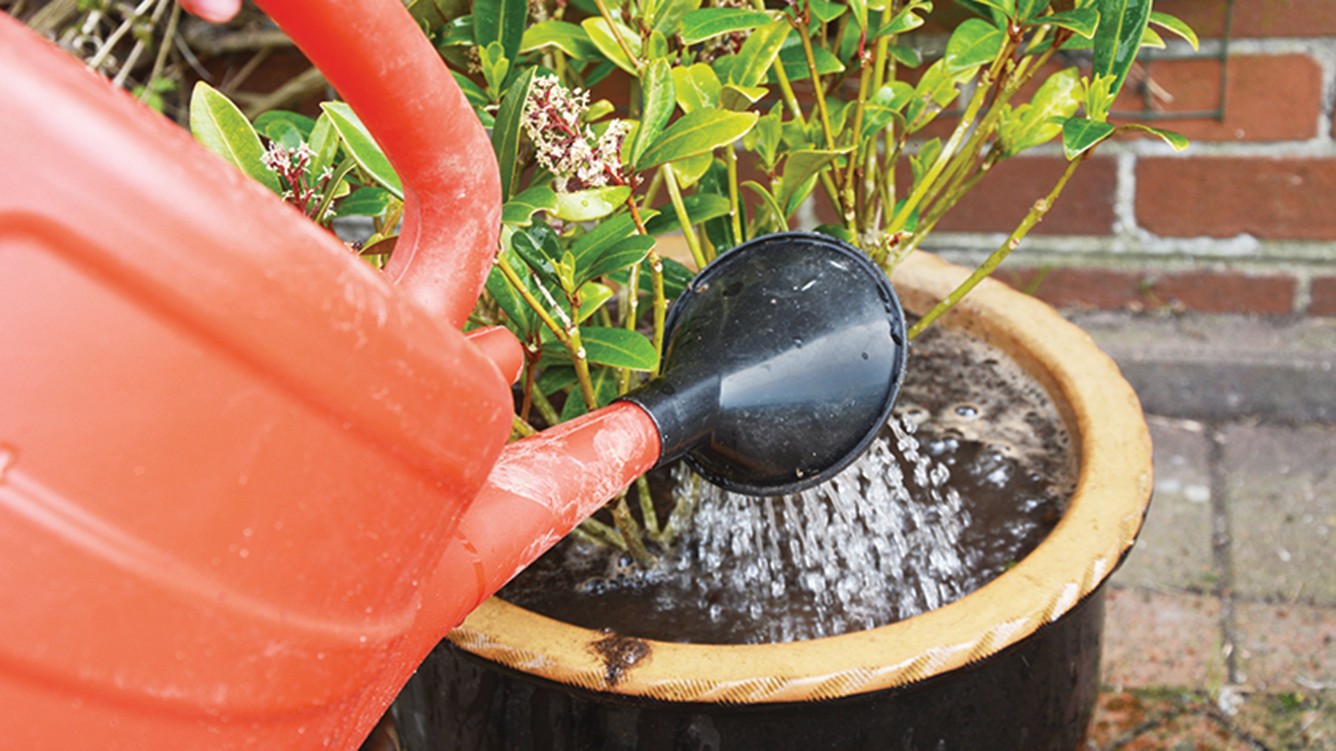 Person watering a plant pot at the roots with a red watering can