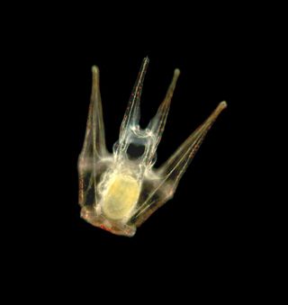 sea urchin larva