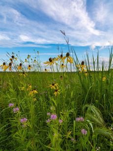 Prairie Of Wild Flowers And A Blue Sky