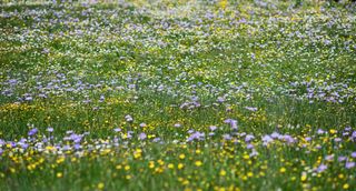 A lawn of meadow flowers