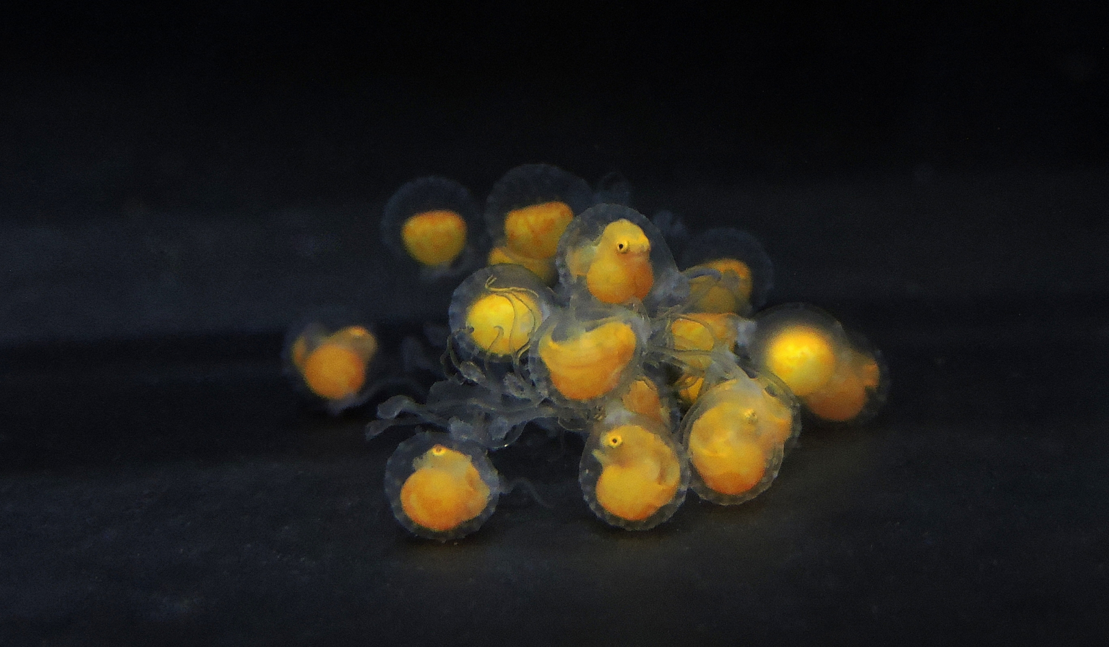 Bundle of red handfish eggs.