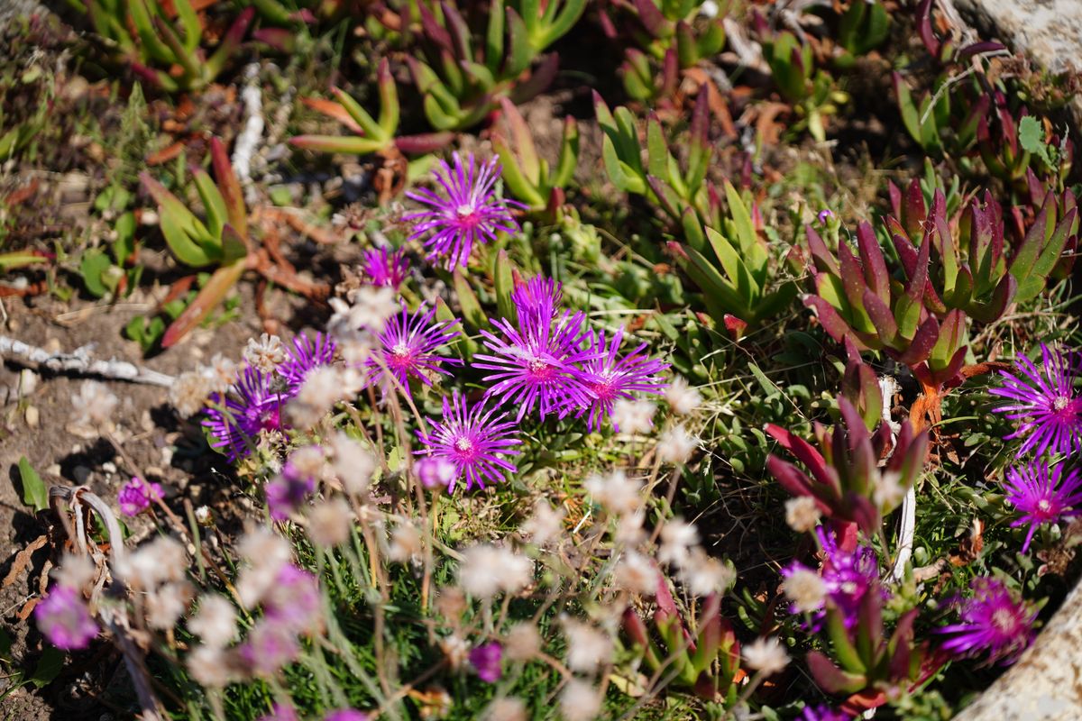 Tamron 35-100mm f/2.8 Di III VXD sample image