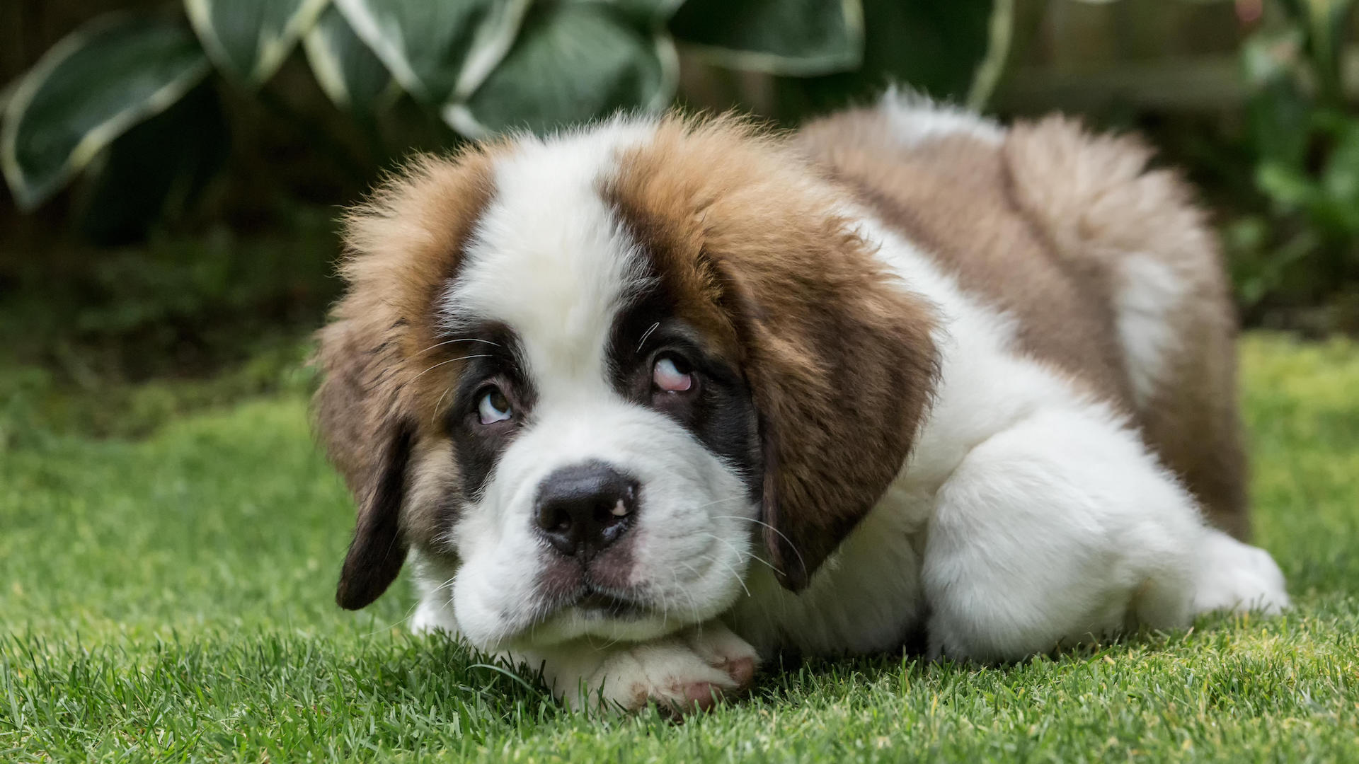 Nervous St Bernard puppy