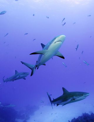 reef shark photograph, shark images, reef shark researchers, swimming with sharks, diving photographs, diving with sharks, animal news