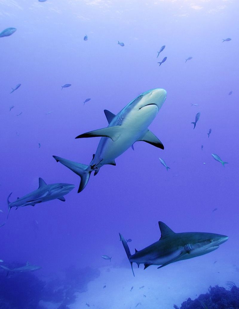 reef shark photograph, shark images, reef shark researchers, swimming with sharks, diving photographs, diving with sharks, animal news