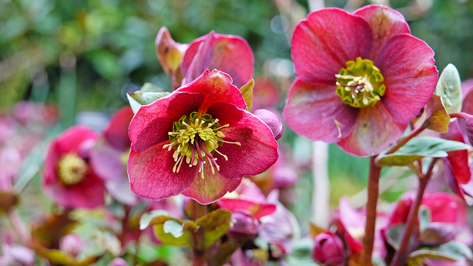 Pink hellebores growing in garden