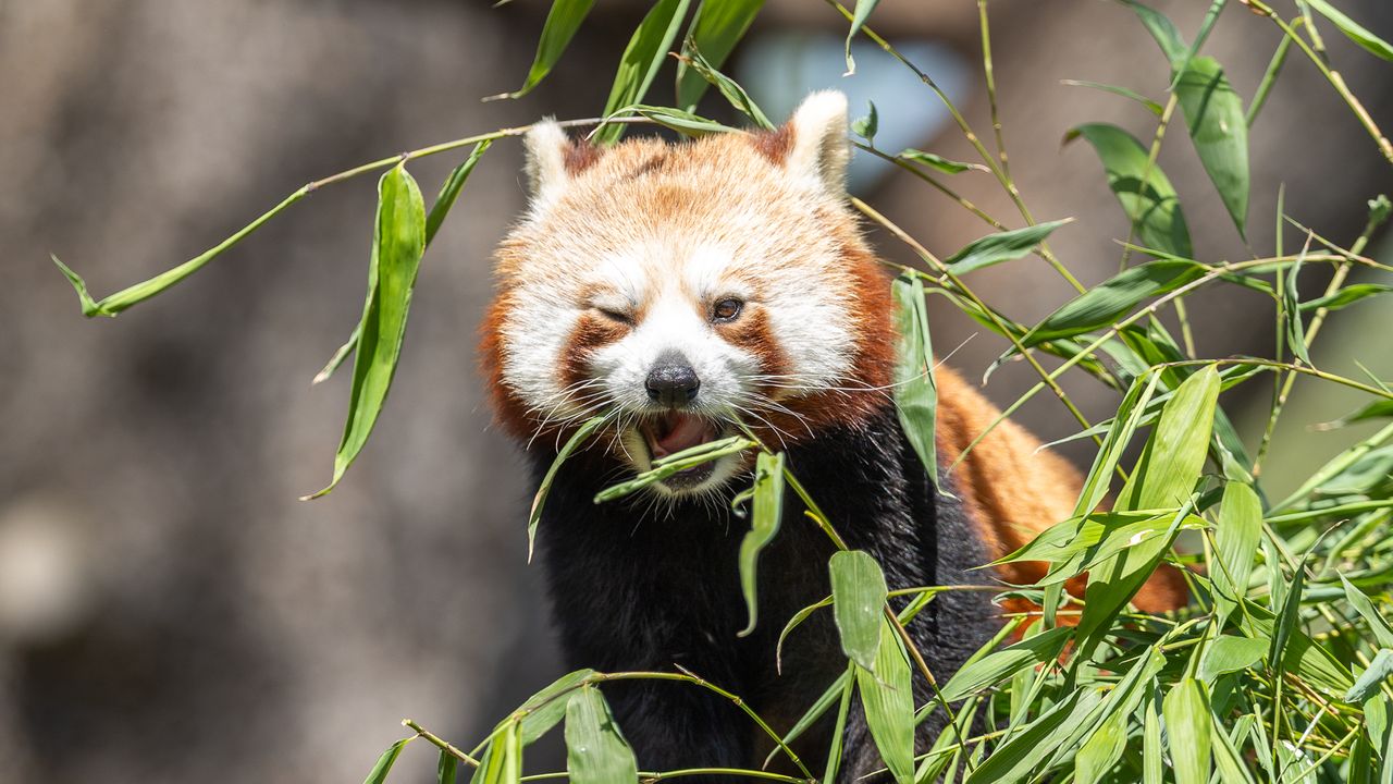 winking red panda amongst green foliage