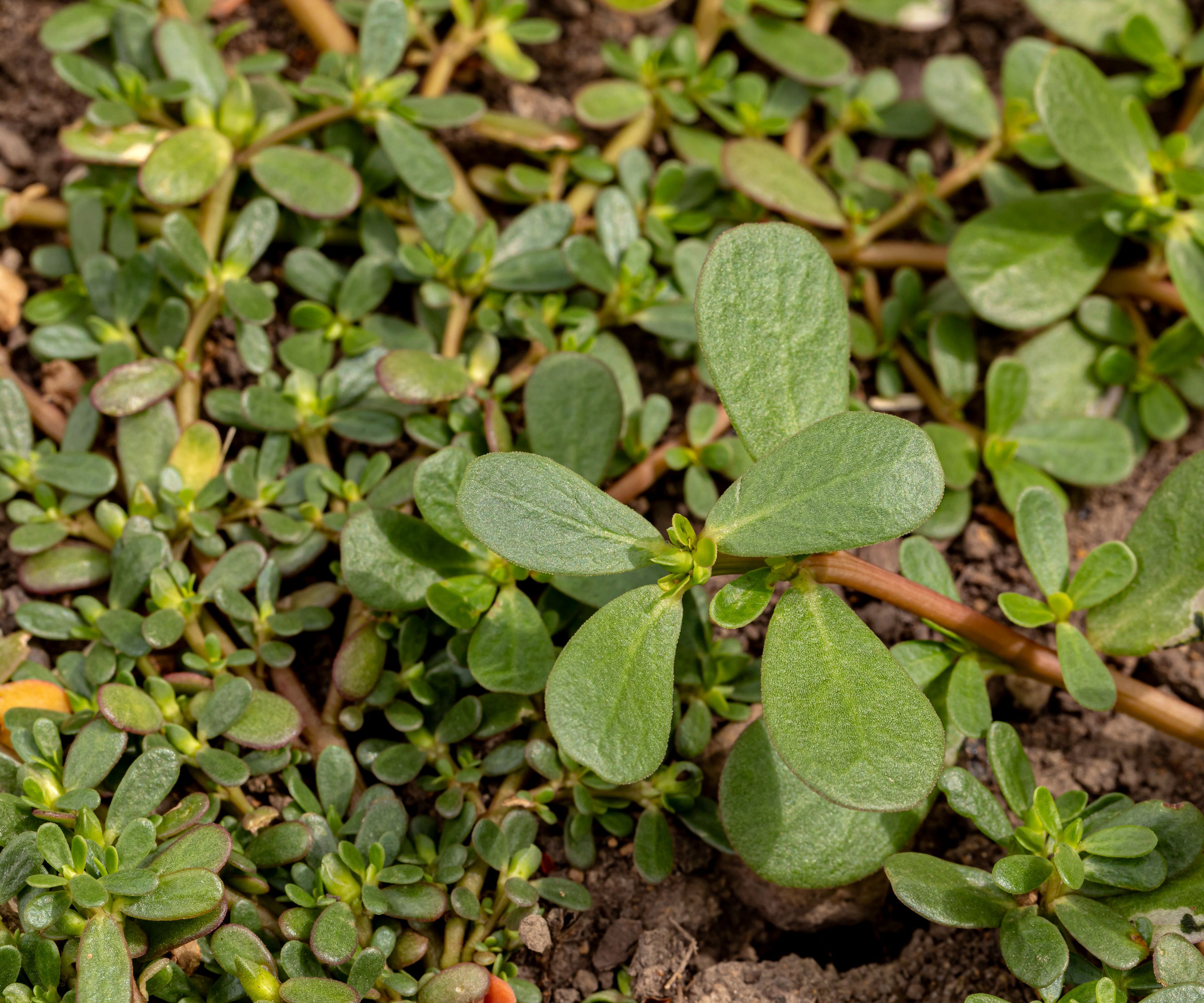 common purslane growing in yard