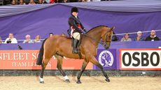 HorseNo871_HOYS_PN24_172335.jpg