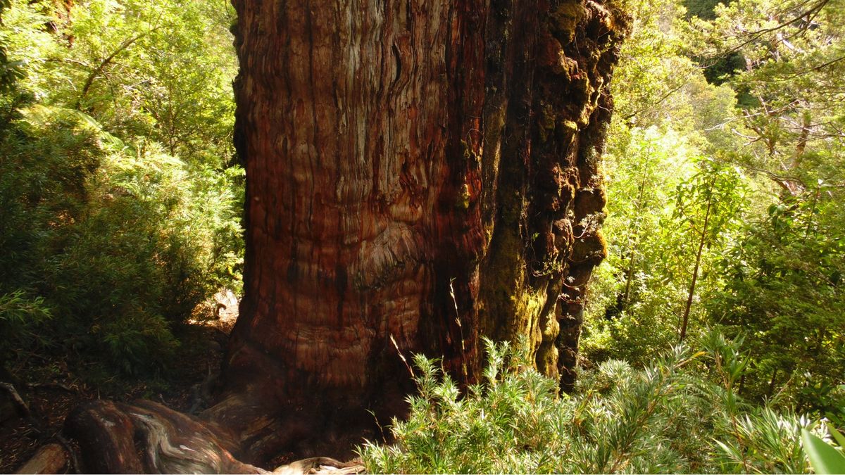 ¿Es este el árbol más antiguo del mundo?