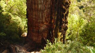 This is a photograph of El Gran Abuelo, aka the Great Grandfather Tree, which is thought to be the oldest tree in the world. Its very thick trunk is surrounded by other green trees.